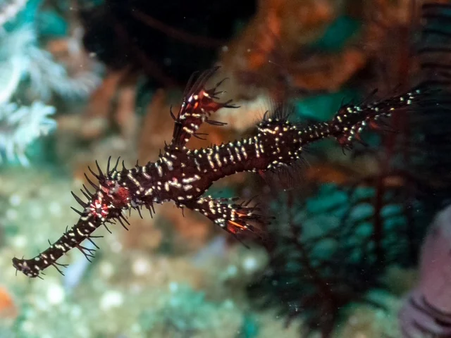 Ambon underwater photography gallery image