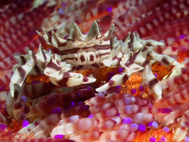 Ambon underwater photography gallery image