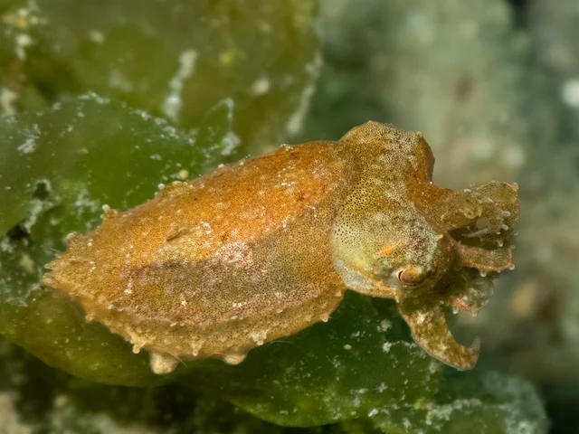 Ambon underwater photography gallery image