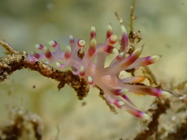 Ambon underwater photography gallery image