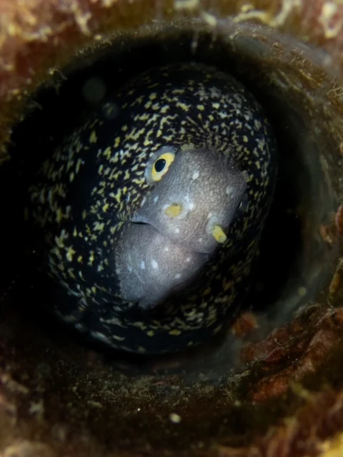 Ambon underwater photography gallery image