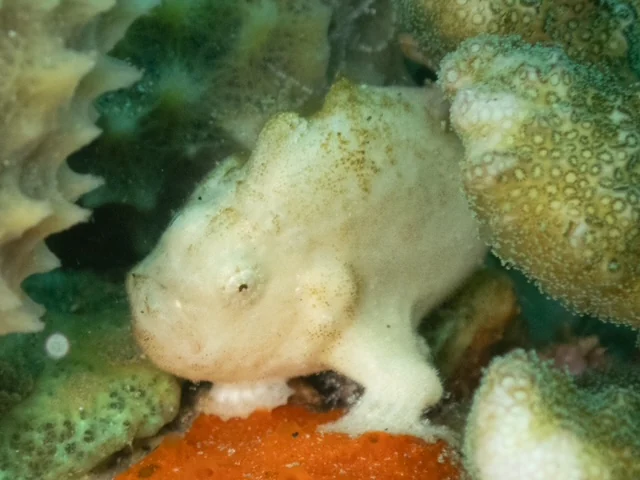 Ambon underwater photography gallery image