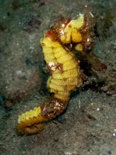 Ambon underwater photography gallery image