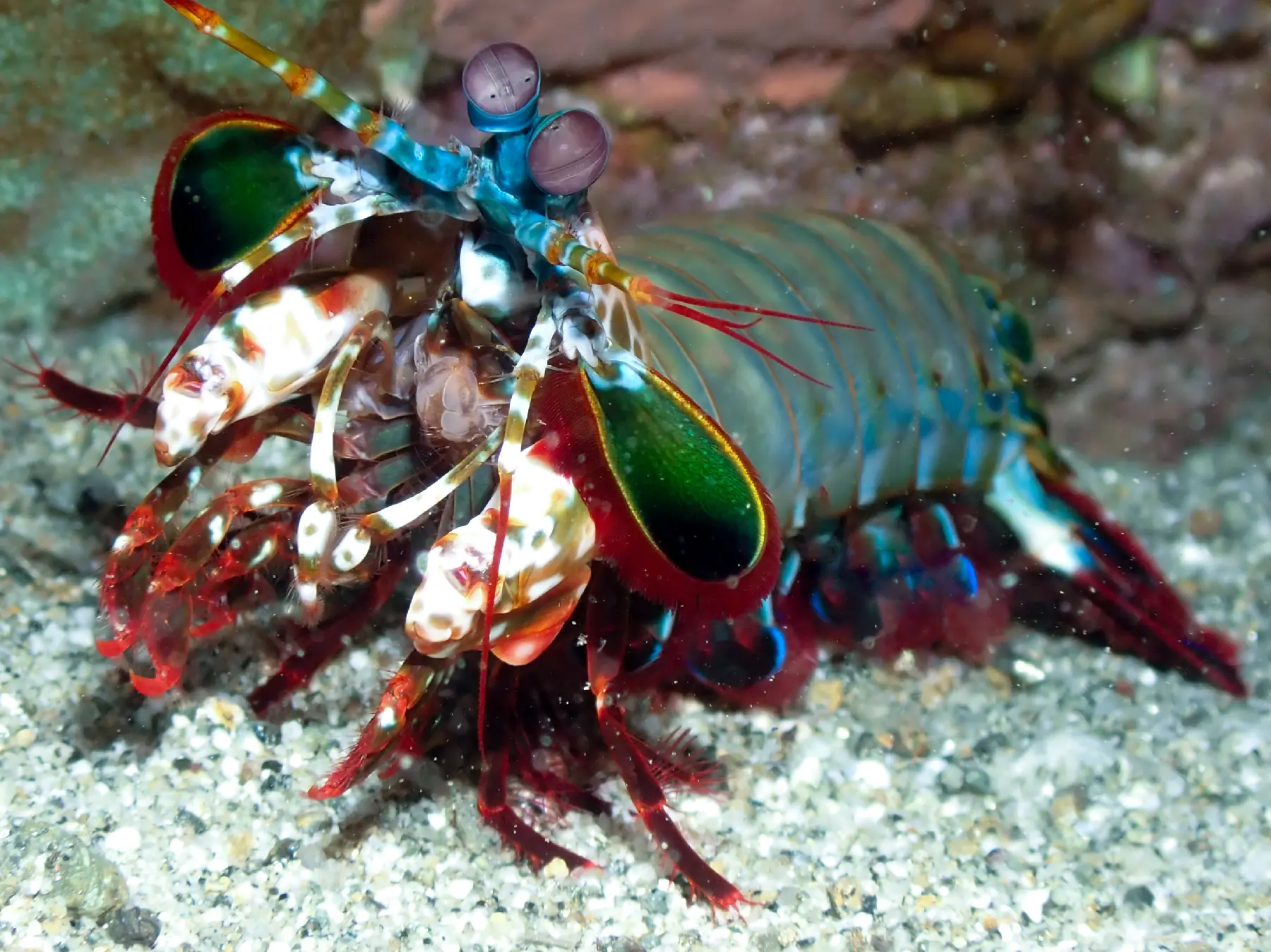 Mantis shrimp photographed in Ambon