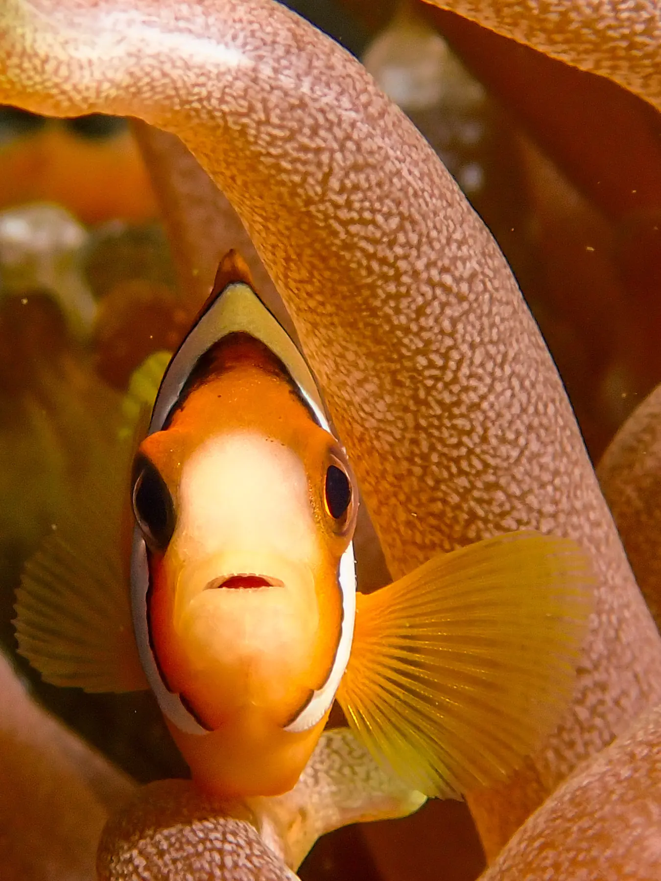 Clownfish photographed in Anilao