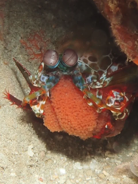 Anilao underwater photography gallery image