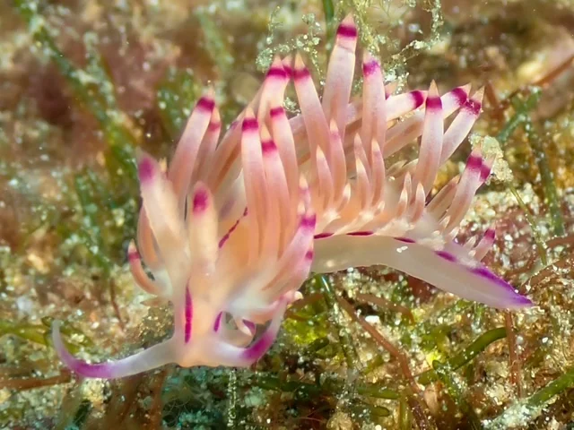 Anilao underwater photography gallery image