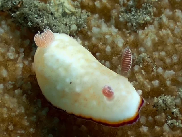 Anilao underwater photography gallery image