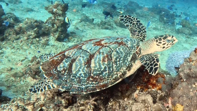 Anilao underwater photography gallery image