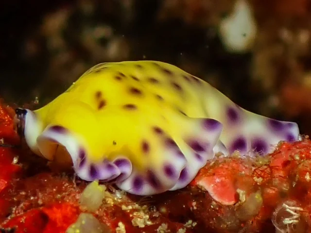 Anilao underwater photography gallery image