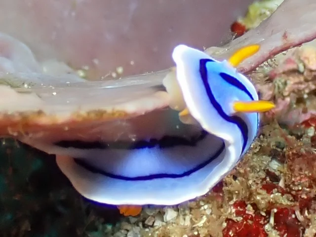 Anilao underwater photography gallery image