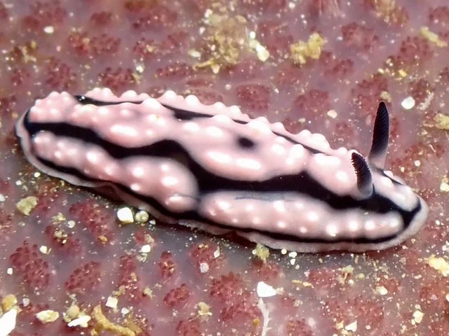 Anilao underwater photography gallery image