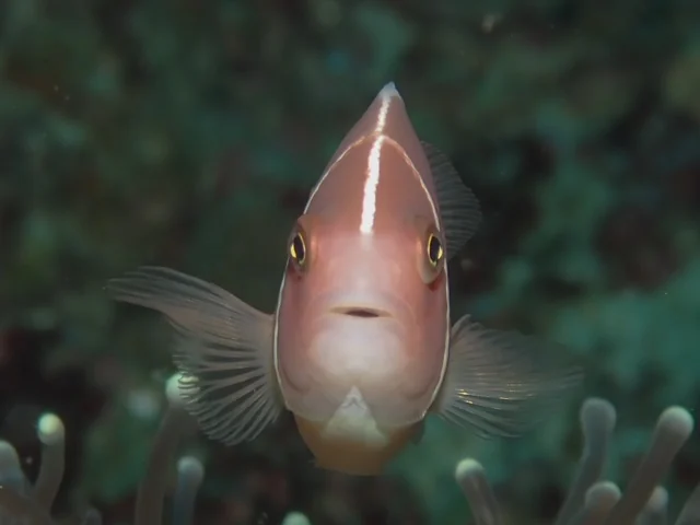 Anilao underwater photography gallery image