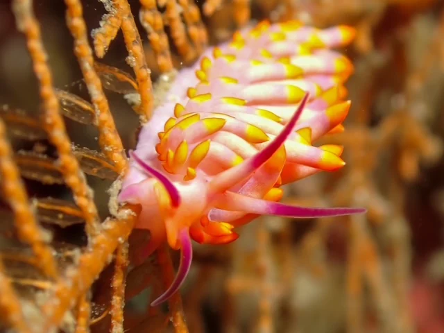 Anilao underwater photography gallery image