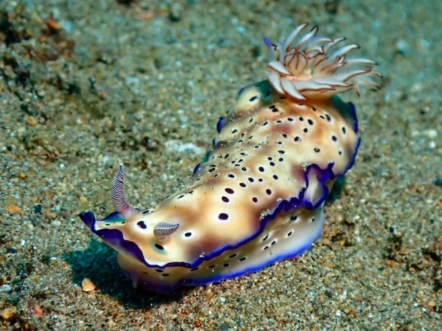 Anilao underwater photography gallery image