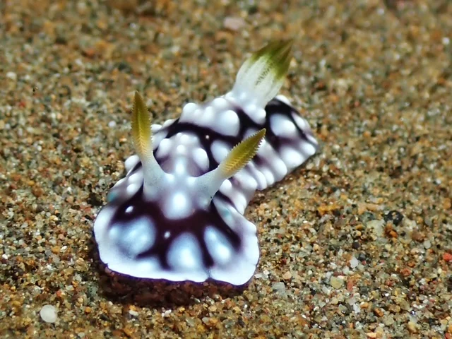 Anilao underwater photography gallery image