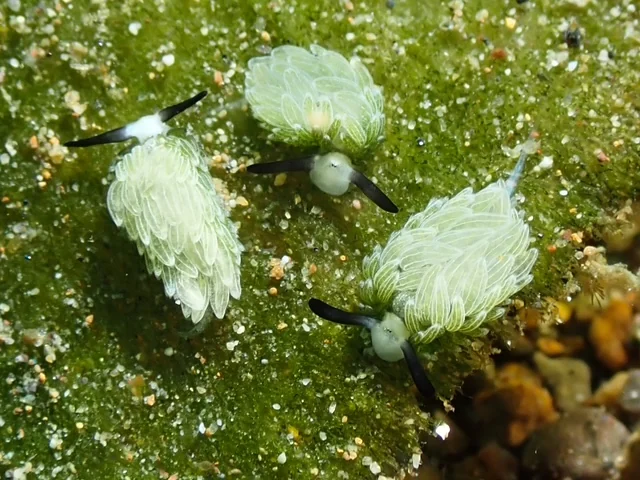 Anilao underwater photography gallery image