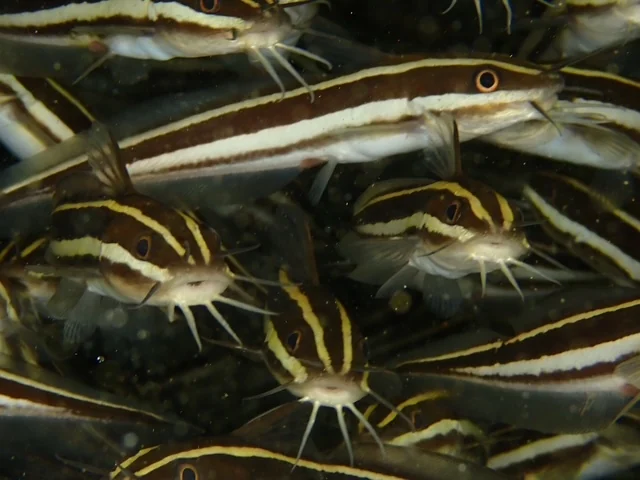 Anilao underwater photography gallery image