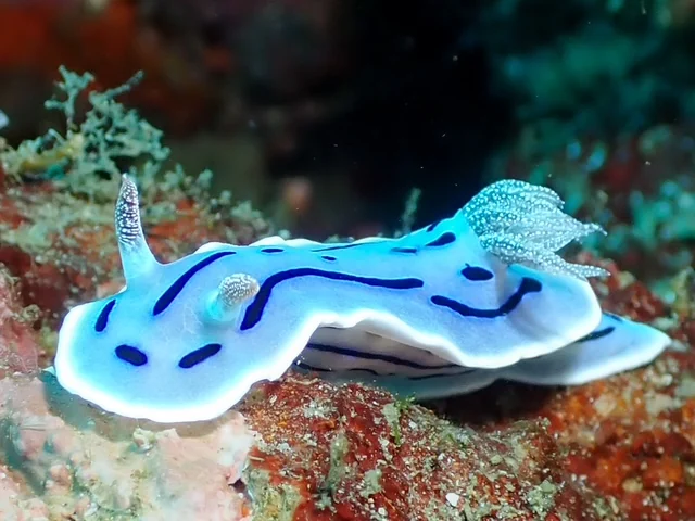Anilao underwater photography gallery image