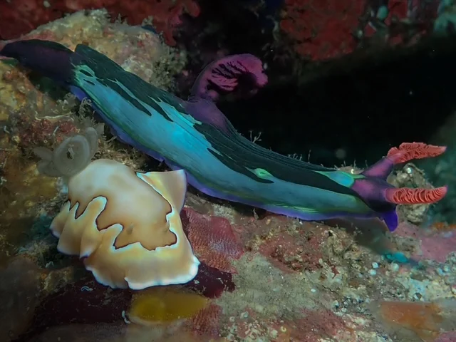 Anilao underwater photography gallery image
