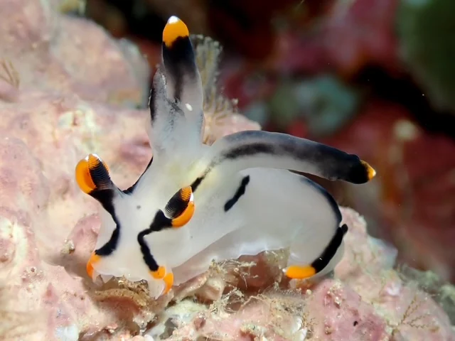 Anilao underwater photography gallery image