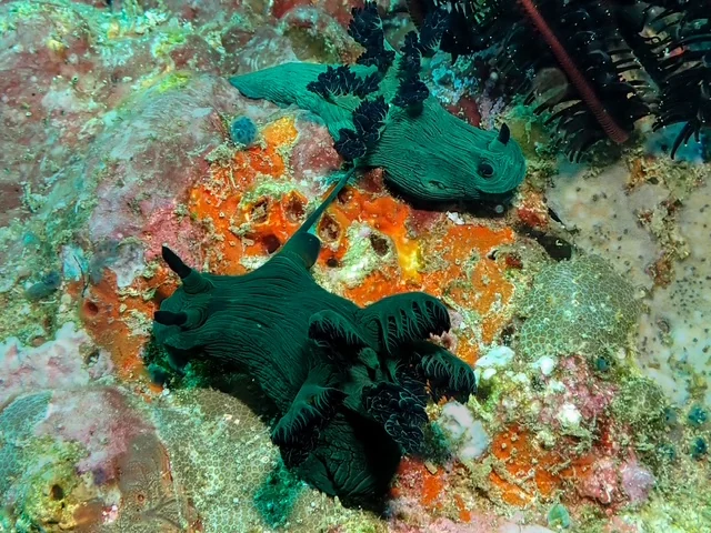 Anilao underwater photography gallery image