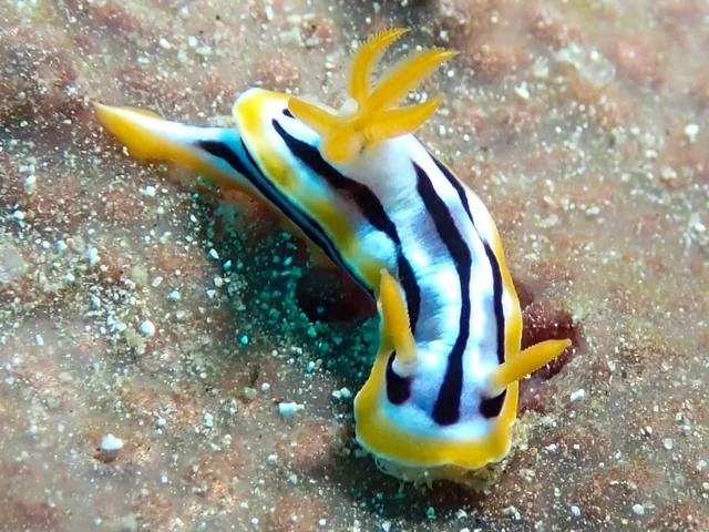 Anilao underwater photography gallery image