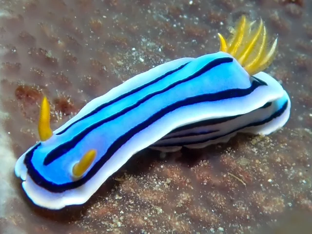 Anilao underwater photography gallery image