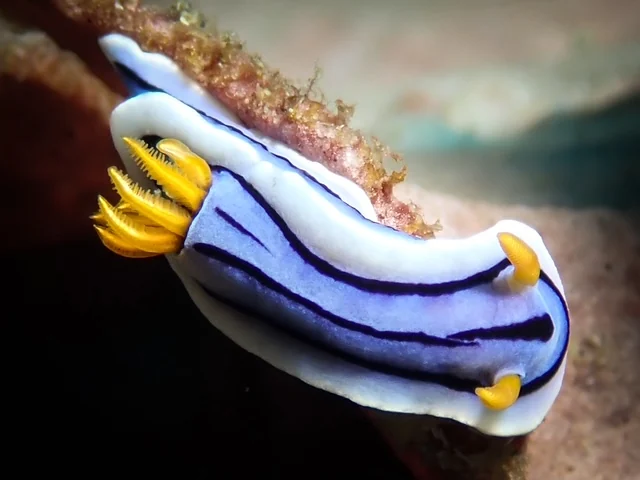 Anilao underwater photography gallery image