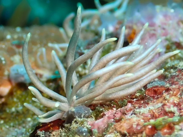 Anilao underwater photography gallery image