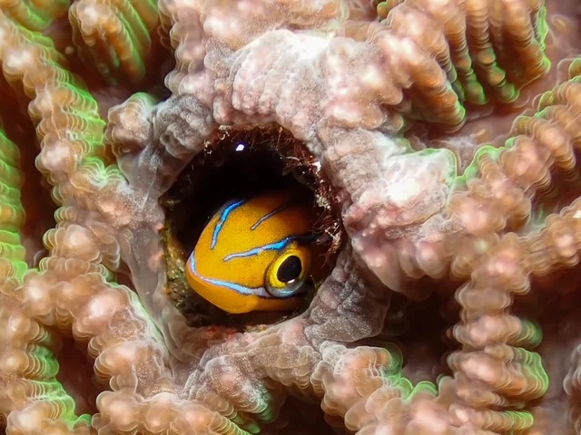 Anilao underwater photography gallery image