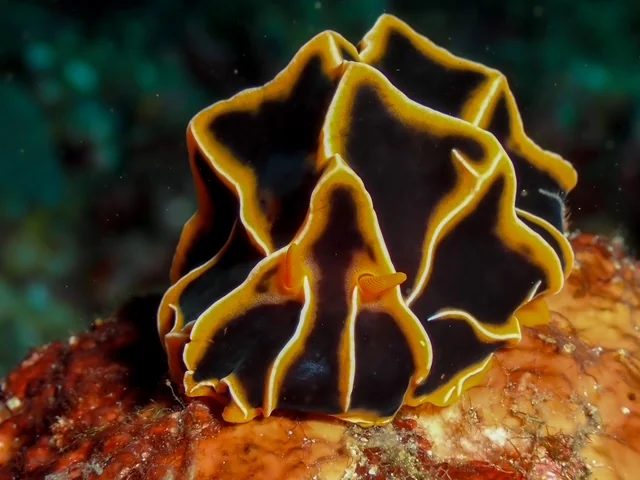 Anilao underwater photography gallery image