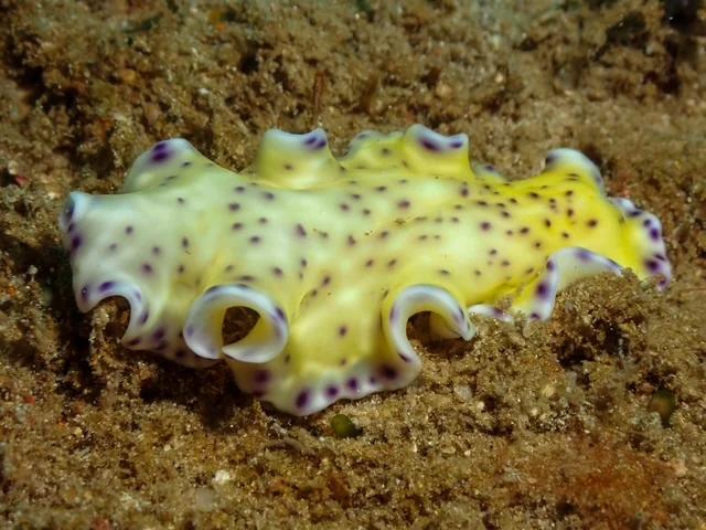 Anilao underwater photography gallery image
