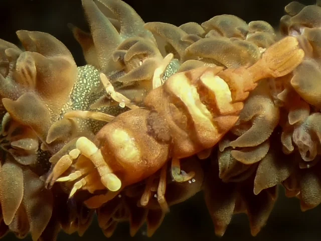 Anilao underwater photography gallery image