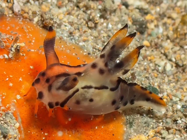 Anilao underwater photography gallery image
