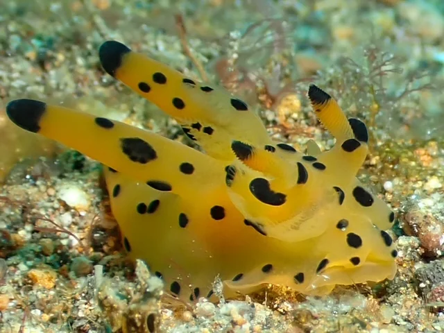 Anilao underwater photography gallery image