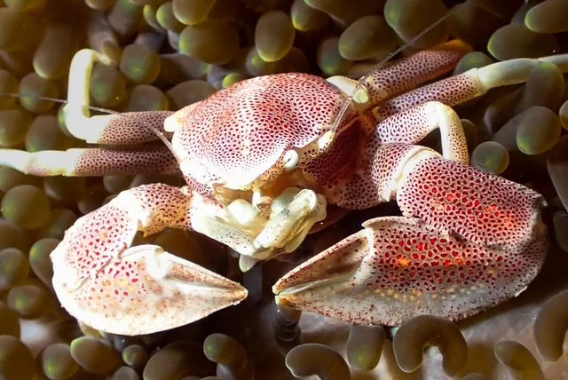 Anilao underwater photography gallery image
