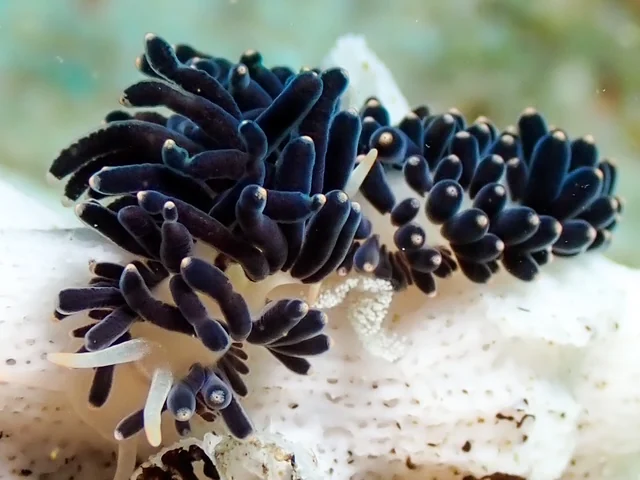 Anilao underwater photography gallery image