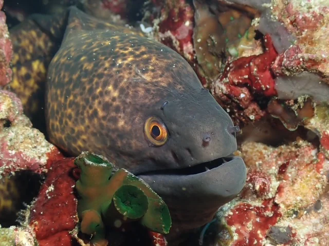 Anilao underwater photography gallery image