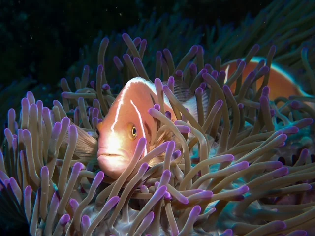 MacroDivers underwater macro photography