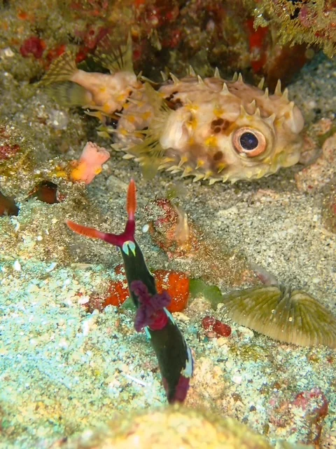 MacroDivers underwater macro photography