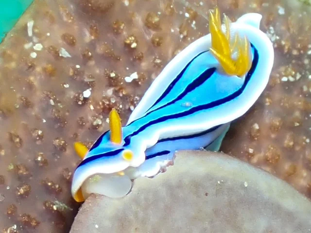 MacroDivers underwater macro photography