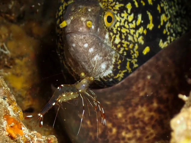 MacroDivers underwater macro photography