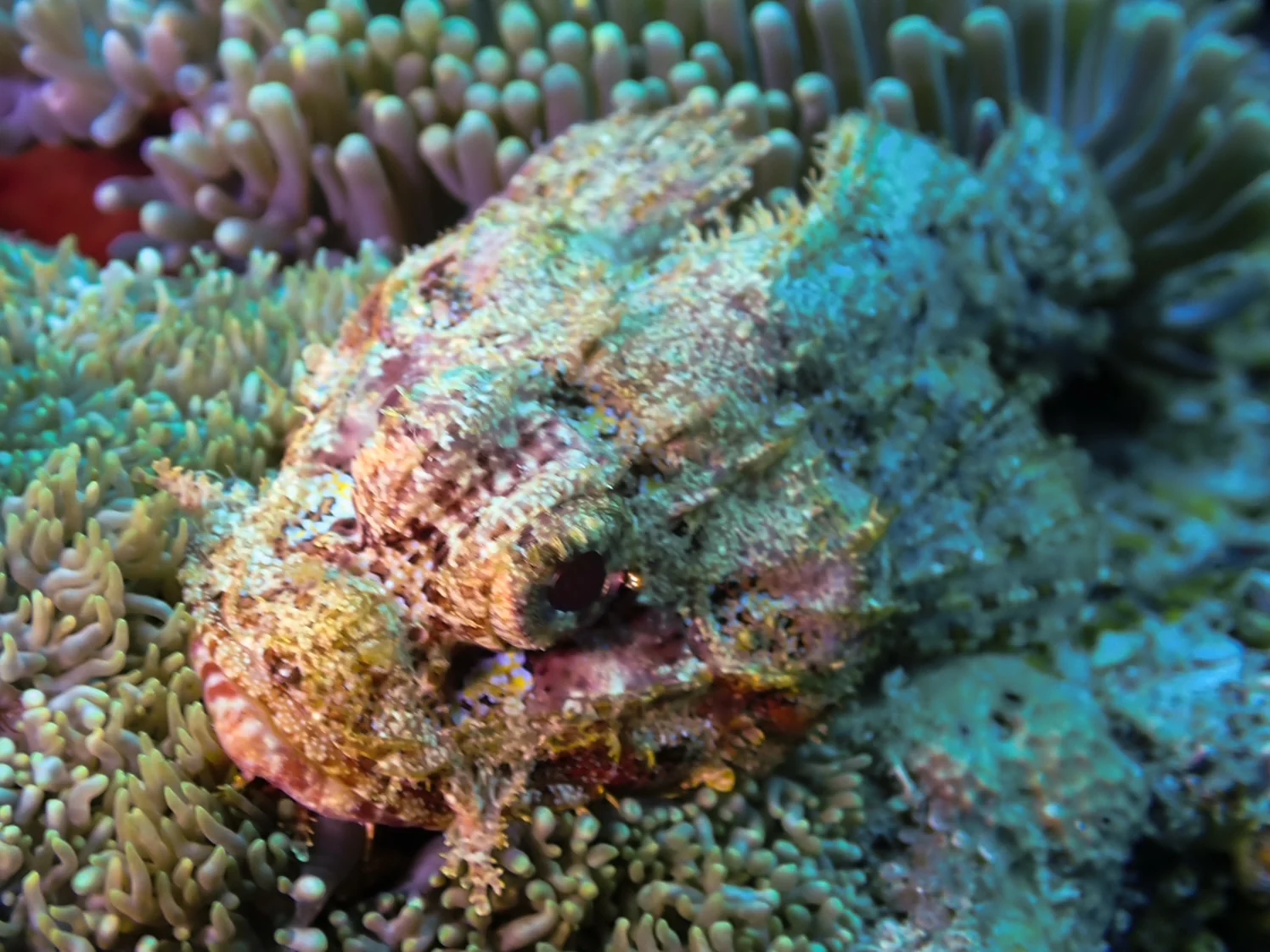 Mozambique underwater photography gallery image
