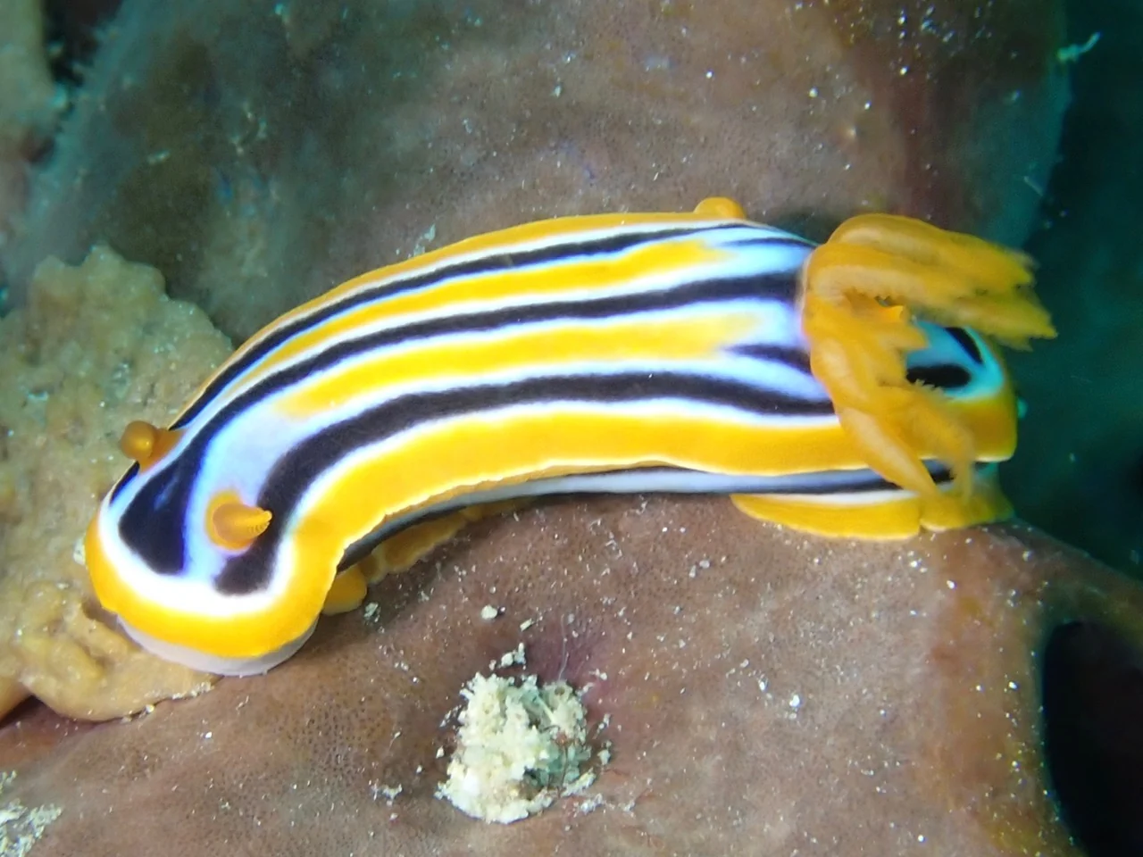 Mozambique underwater photography gallery image