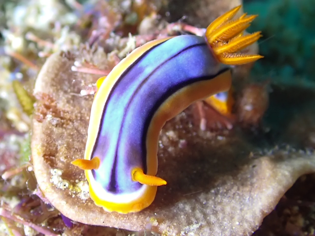 Mozambique underwater photography gallery image