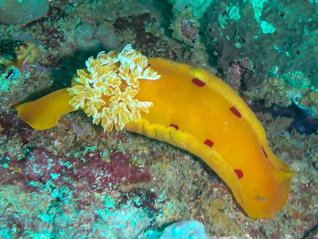 Mozambique underwater photography gallery image
