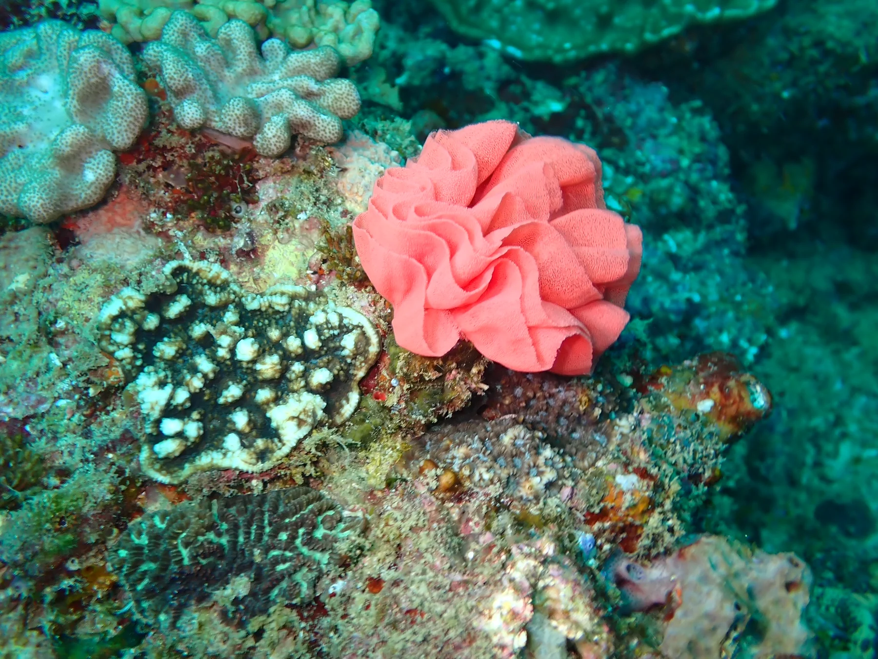 Mozambique underwater photography gallery image