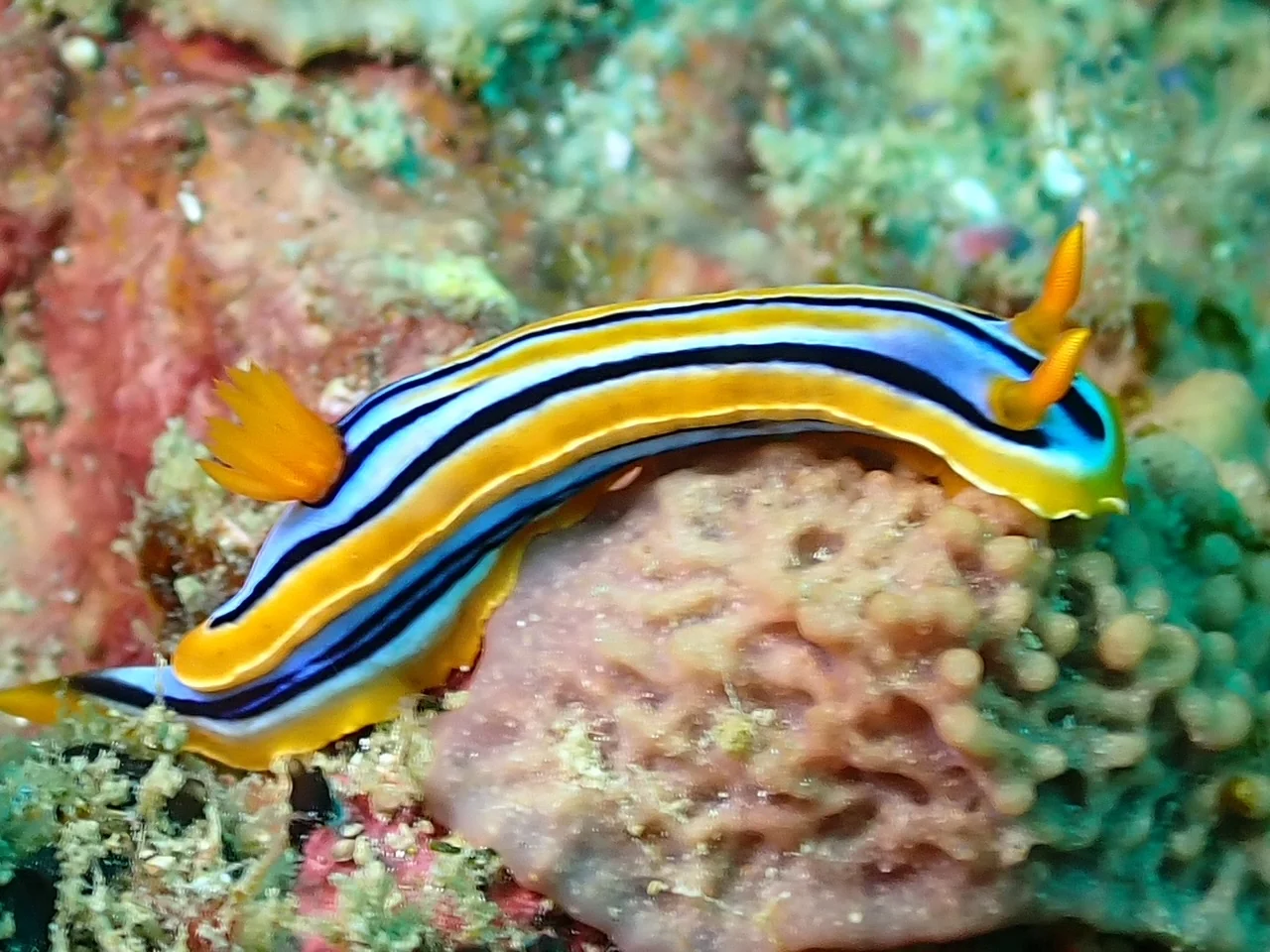Mozambique underwater photography gallery image