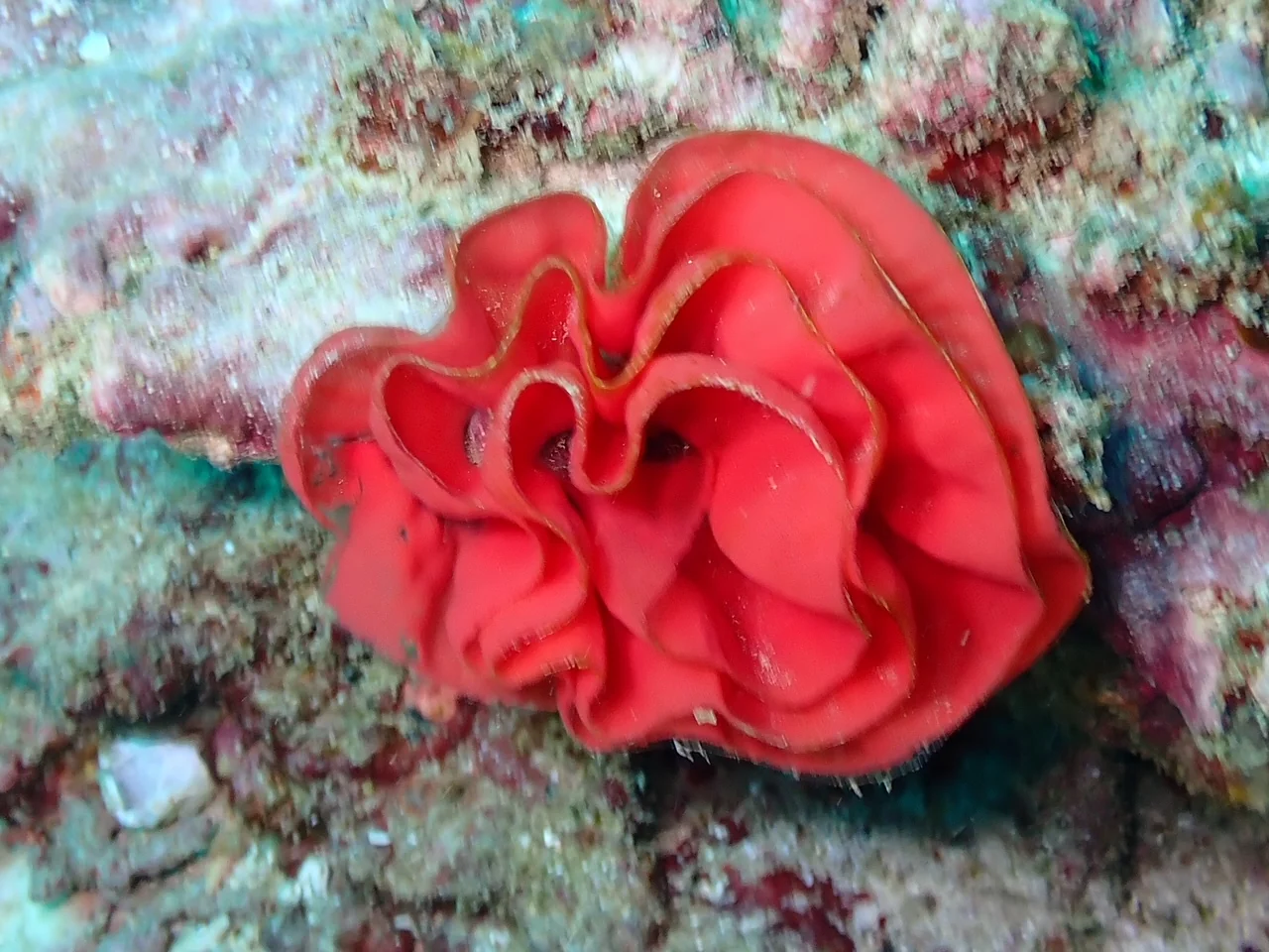Mozambique underwater photography gallery image